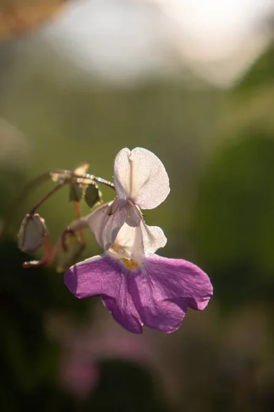 一朵紫色的花 点缀有白色花瓣和紫色中心的香格里花 — 图库照片