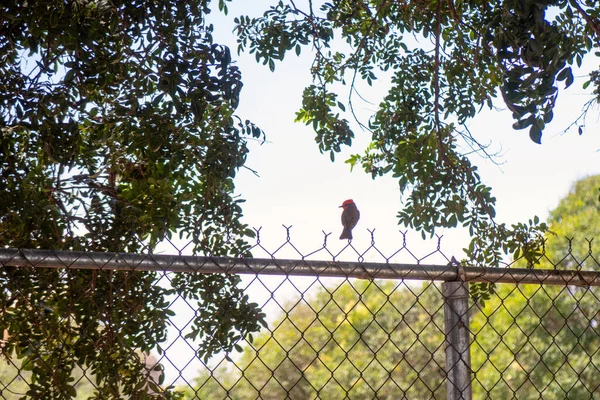 Pássaro Está Empoleirado Uma Cerca Com Árvores Fundo — Fotografia de Stock