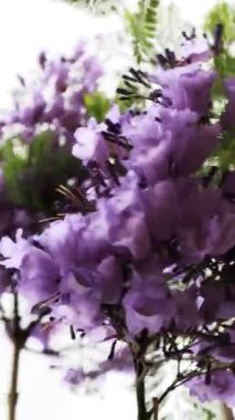 Jacaranda mimosifolia Ağaçta mor çiçekler