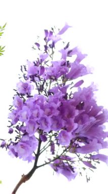 Jacaranda mimosifolia Ağaçta mor çiçekler