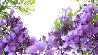 Jacaranda mimosifolia Ağaçta mor çiçekler