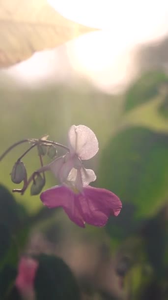 Flor Púrpura Impatiens Balfourii Con Pétalos Blancos Centro Púrpura — Vídeos de Stock