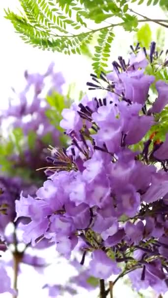 ジャカランダ ミモシフォリア木の紫色の花 — ストック動画