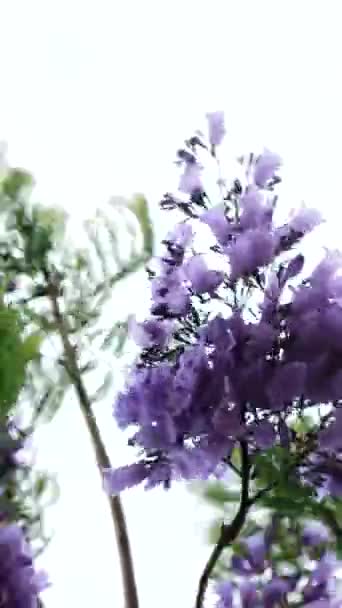 ジャカランダ ミモシフォリア木の紫色の花 — ストック動画