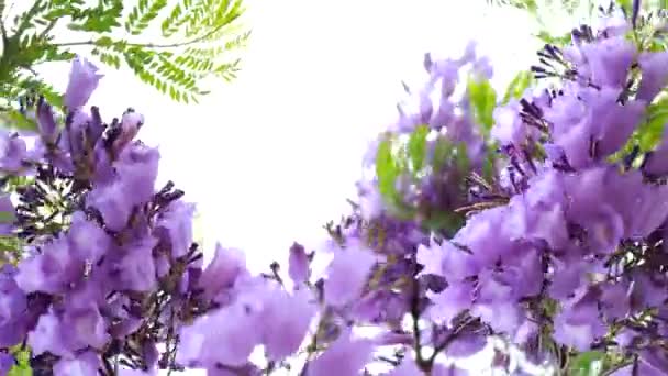 Jacaranda Mimosifolia Μωβ Λουλούδια Ένα Δέντρο — Αρχείο Βίντεο