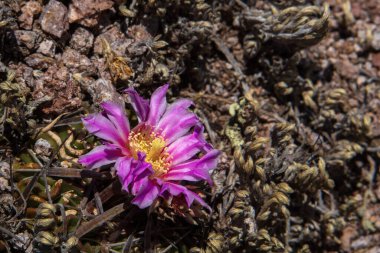 Mor kaktüs çiçeği Stenocactus multicostatus