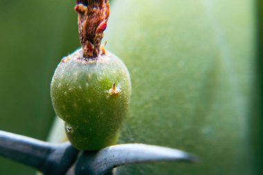 Dikenli Myrtillocactus geometrizanlarının yeşil meyvesi.