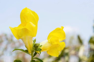 Antirrhinum Majus 'un sarı çiçeğinin Macro fotoğrafı.