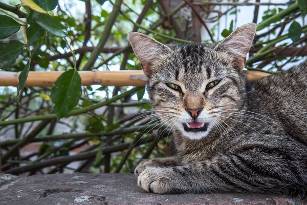 A happy cat with open mouth and tongue out