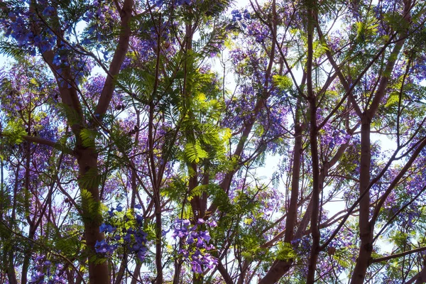 Uma Árvore Jacaranda Com Flores Roxas Contra Mimosifolia Azul — Fotografia de Stock