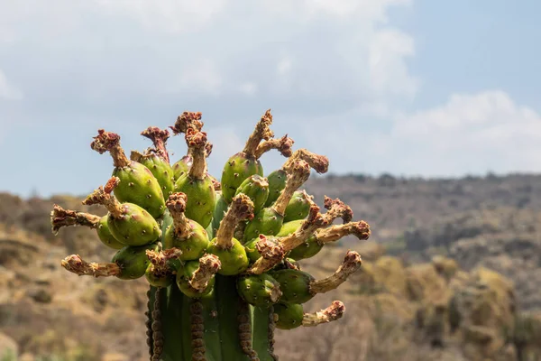 A fruits of cactus Carnegiea gigantea Saguaro on desert
