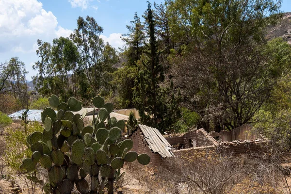 Una Casa Rural Abandonada Las Montañas Con Cactus — Foto de Stock
