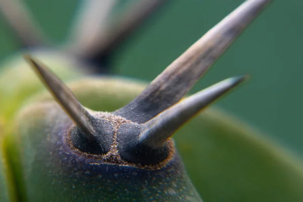 Μια Μακρο Φωτογραφία Από Αγκάθια Πράσινου Myrtillocactus Geometrizans — Φωτογραφία Αρχείου