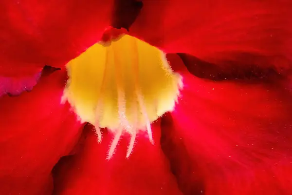 Adenyum Obesum Kırmızı Çiçeğinin Macro Fotoğrafı — Stok fotoğraf
