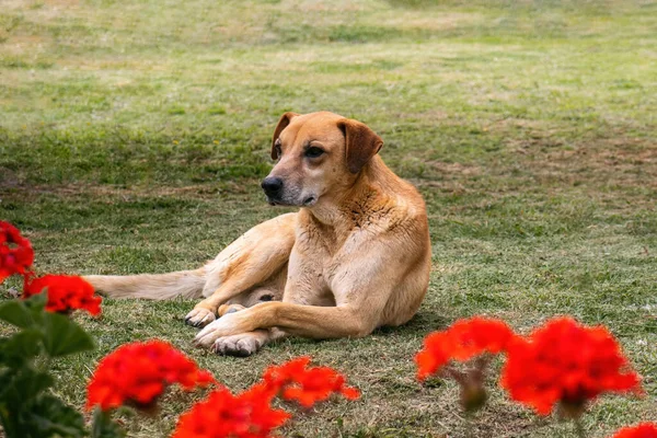 Ένας Σκύλος Ξαπλωμένος Στο Γρασίδι Μπροστά Από Κόκκινα Λουλούδια — Φωτογραφία Αρχείου