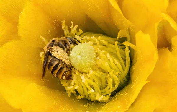 Ένα Λουλούδι Opuntia Ficus Κάκτος Μέλισσα Ψάχνει Για Γύρη — Φωτογραφία Αρχείου