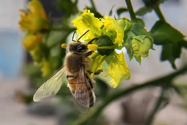 Μια Ευρωπαϊκή Μέλισσα Που Συλλέγει Γύρη Από Κίτρινο Λουλούδι Ruta — Φωτογραφία Αρχείου