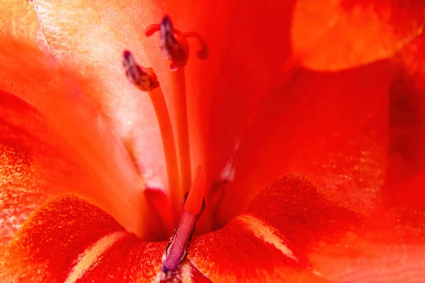 Kızıl Gladiolus Çiçeğinin Macro Fotoğrafı — Stok fotoğraf
