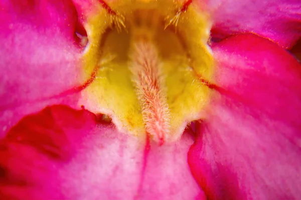 Uno Sfondo Macro Foto Fiore Rosso Adenium Obesum — Foto Stock