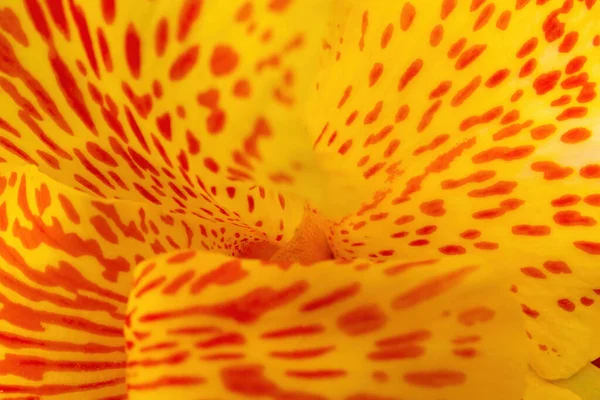 Sarı Bir Achira Cana Indica Çiçekli Makro Fotoğraf Arkaplanı — Stok fotoğraf