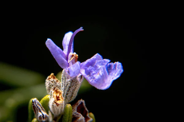 Una Foto Macro Flor Púrpura Salvia Rosmarinus Rosemary — Foto de Stock