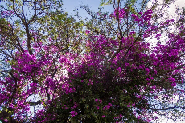 Λουλούδια Μπουκαμβίλια Πάνω Στο Δέντρο Στον Κήπο — Φωτογραφία Αρχείου