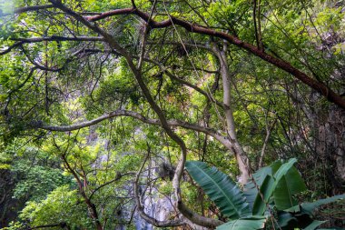 Bitkilerin güzelliğini ve karmaşıklığını keşfedin. Karasal bitkilerden yükselen ağaçlara ve Birch ailesi de dahil olmak üzere yemyeşil ormanlara kadar.