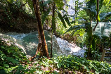 Çeşitli alanlarda bir yolculuğa çıkın. Bereketli orman, sakin dere ve büyüleyici ormanlar. Tolantongo, Hidalgo 'daki bitki yaşamını ve doğal harikaları keşfedin.