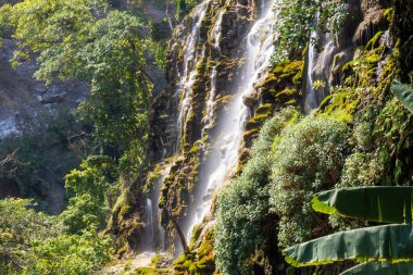 Çeşitli alanlarda bir yolculuğa çıkın. Bereketli orman, sakin dere ve büyüleyici ormanlar. Tolantongo, Hidalgo 'daki bitki yaşamını ve doğal harikaları keşfedin..