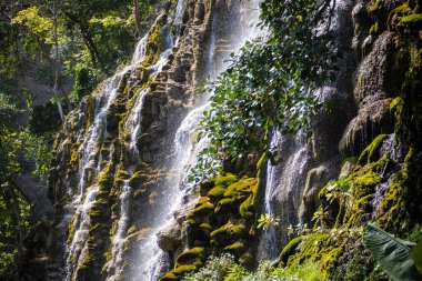 Çeşitli alanlarda bir yolculuğa çıkın. Bereketli orman, sakin dere ve büyüleyici ormanlar. Tolantongo, Hidalgo 'daki bitki yaşamını ve doğal harikaları keşfedin..