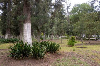 Alameda Park 'taki doğanın güzelliğini tecrübe edin. Bereketli bitkilerin, yükselen ağaçların ve canlı bir doğal manzaranın yer aldığı huzurlu bir vaha.