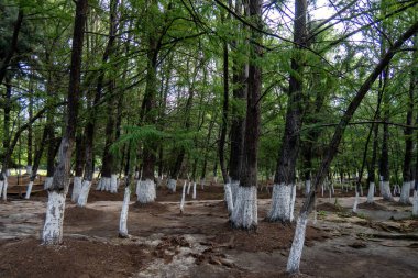 Kendinizi Medya Luna 'nın doğal güzelliğine bırakın, San Luis Potosi, Meksika. Bereketli manzaraları ve huzurlu ortamları keşfetmek