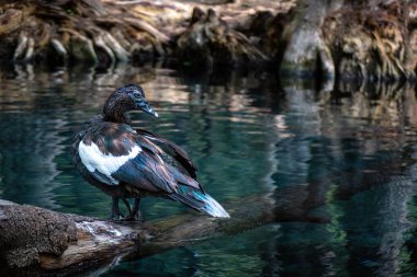 Huzurlu sularda süzülen ördeklerin dingin güzelliğini keşfedin, doğal bir manzarada yansımalar yaratın.
