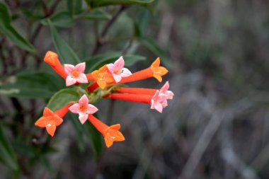 Kendinizi makro fotoğrafçılığın karmaşık dünyasına daldırın, Bouvardia Ternifolia yaprakları ve özelliklerinin enfes detaylarını ortaya çıkarın. Doğa sanatının büyüleyici cazibesini yakalayın.