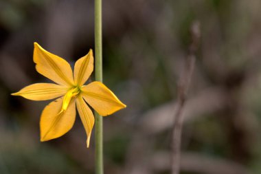 Makro fotoğrafçılığın büyüleyici dünyasına girin. Echeandia yapraklarının ve saplarının ince ayrıntıları canlanıyor. Doğanın dengesini her karmaşık elementte tecrübe edin.