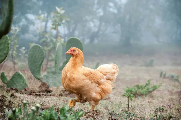 A peaceful scene of a chicken surrounded by lush nature and vibrant plant life