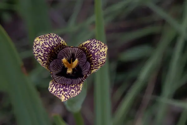 Embark on a macro floral journey into the captivating world of Tigridia. Explore the intricate details of its vibrant petals and the natural beauty of this terrestrial plant. Immerse yourself in the allure of wildflowers and their enchanting colors