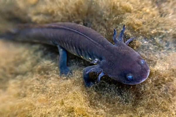 Axolotl Gris Aguas Mexicanas Mostrando Sus Características Terrestres Únicas Aleta Imagen De Stock