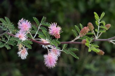 Mimosa Aculeaticarpa 'yı çalı, çalı ve ağaç olarak keşfedin. Yıllık döngüsü ve aile bağlantıları entrika