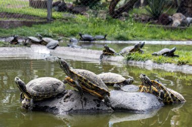 Trachemys Scripta Elegans ile bir su yolculuğuna çıkın, sulak alanları, göletleri ve nehirleri keşfedin ve çeşitli vahşi yaşam ve manzaralarla karşılaşın.