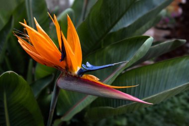 Tropikal bahçede yeşil yaprakları olan güzel bir cennet kuşu (strelitzia reginae)