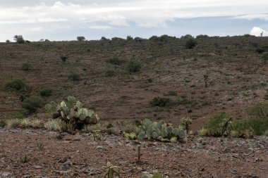 Opuntia robusta Cactaceae ve Meksika 'da kayalık bir arazi.