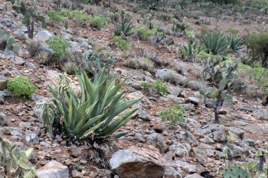 Agave chrysantha ve kayalık toprakları olan bir Meksika manzarası