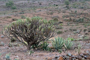 Myrtillocactus geometrizans garambullo ve kayalık zeminli bir Meksika manzarası