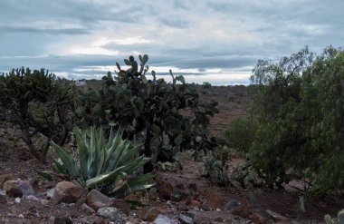 Meksika manzarası Opuntia ficus indica Cactaceae, agave ve kayalık toprak