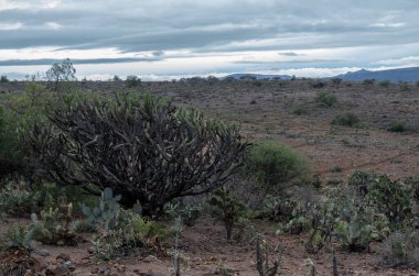 Myrtillocactus geometrizanları olan bir Meksika manzarası Kaktaceae bulutlu gökyüzü ve kayalık zemin