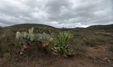 Agave Americana ve Opuntia robusta Cactaceae içeren bir Meksika manzarası.