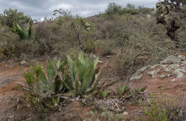 Agave Salmiana 'lı bir Meksika manzarası ve sağda yazı için boşluk