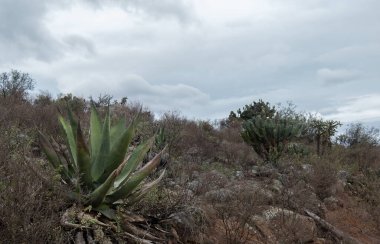 Agave Salmiana, Myrtillocactus geometrizans Cactaceae ve fundaları olan bir Meksika manzarası.