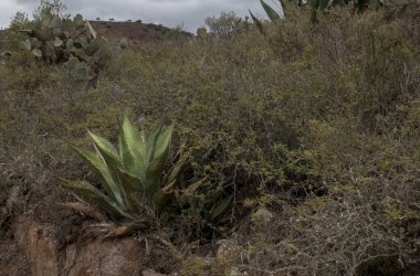 Agave Salmiana 'lı bir Meksika manzarası ve sağda yazı için boşluk